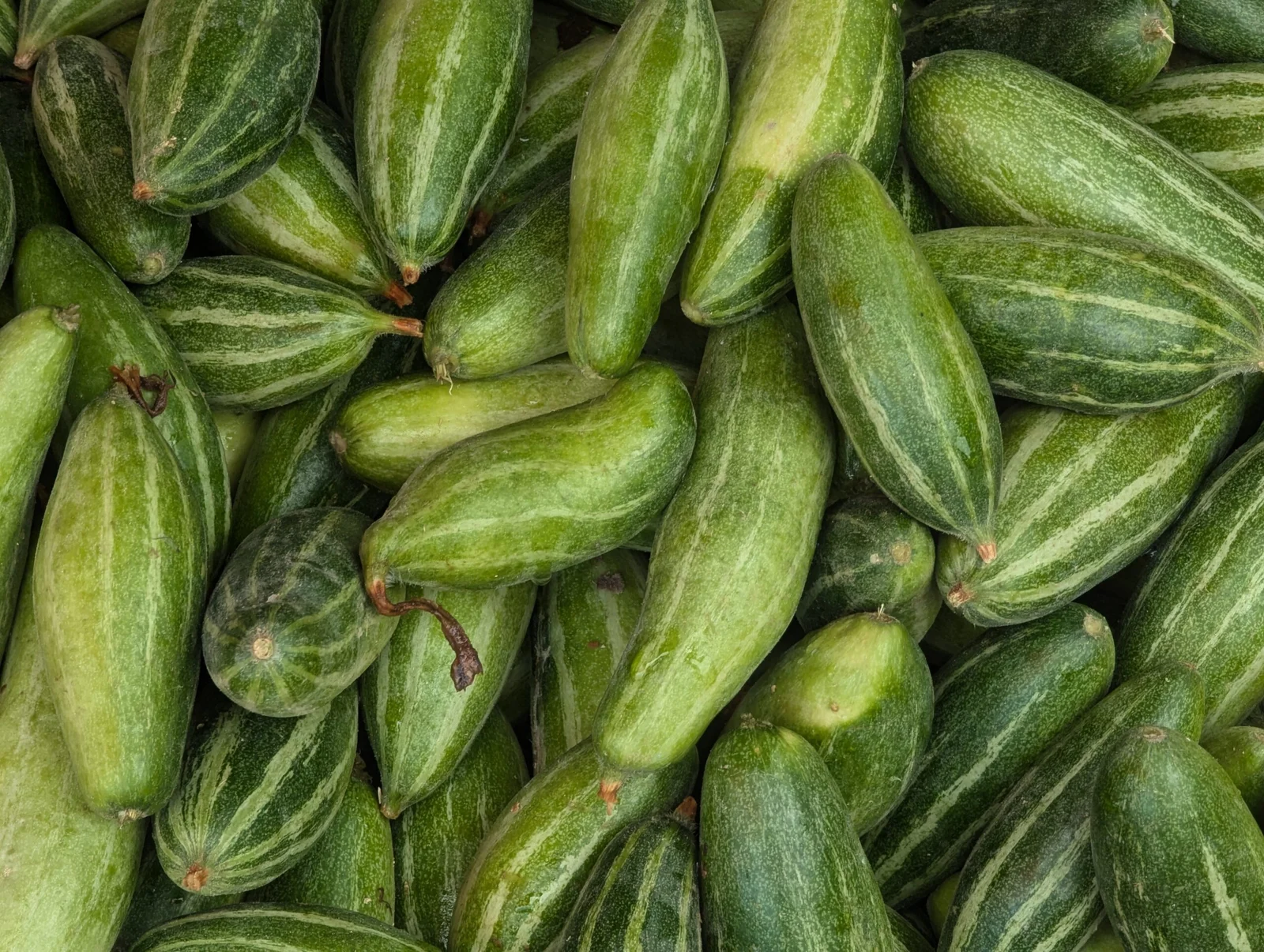 Pointed Gourds